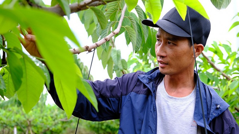 Anh Thành cho biết trồng na Đài Loan cho thu nhập cao