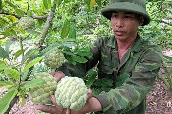 Trồng na VietGAP quả to tròn và đều chưa tới vụ thương lái đã đặt hàng thu 300 triệu/ha