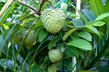 Trồng giống na nhập khẩu quả to như cái bát, có bao nhiêu thương lái cũng mua hết 150.000 đồng/kg