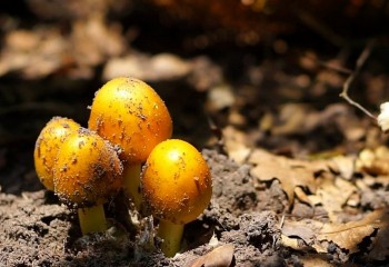 Đặc sản "Trứng gà chồi lên từ đất" hiếm có, giá nửa triệu đồng/kg