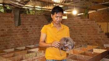 Thu nhập trăm triệu mỗi năm từ mô hình nuôi dúi