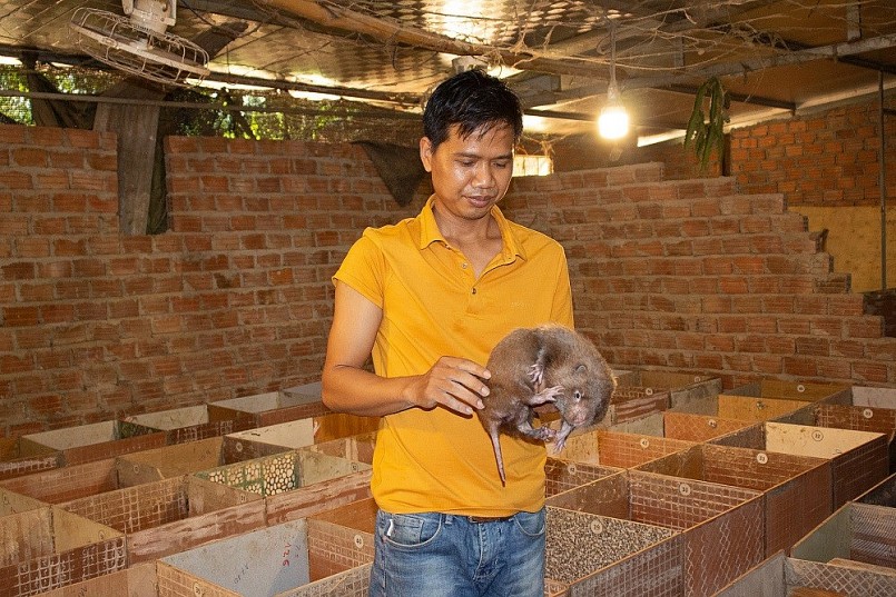 Thu nhập trăm triệu mỗi năm từ mô hình nuôi dúi