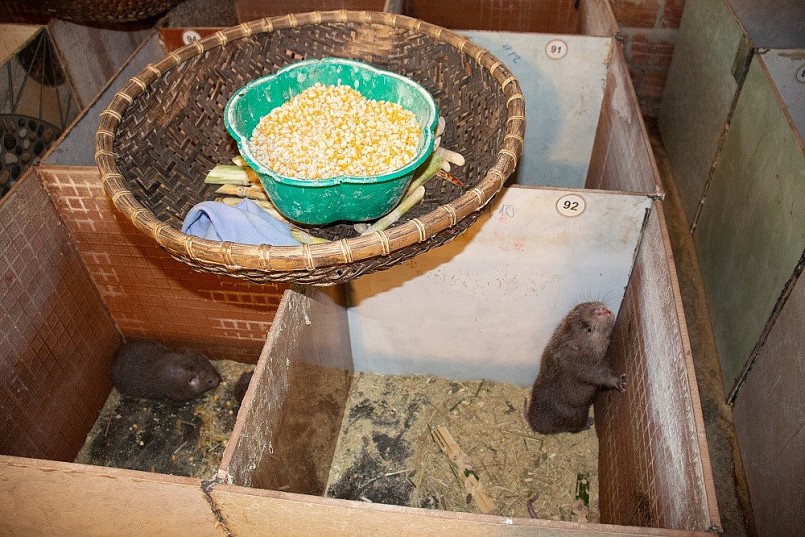 Thu nhập trăm triệu mỗi năm từ mô hình nuôi dúi