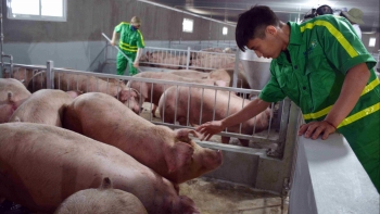 Giá heo hơi hôm nay 28/7: Giảm tiếp tới 2.000 đồng/kg, đỉnh 63.000 đồng/kg khó giữ, khi nào giá heo trở lại chu kỳ tăng?