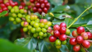 Giá nông sản hôm nay 28/7: Cà phê kỳ hạn đối nghịch, giá trong nước tăng mạnh, hồ tiêu đi ngang dưới ngưỡng 70.000 đồng/kg