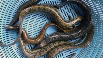 Nuôi loài hải sản ví như nhân sâm dưới nước bán 300 nghìn đồng/kg vẫn hút hàng