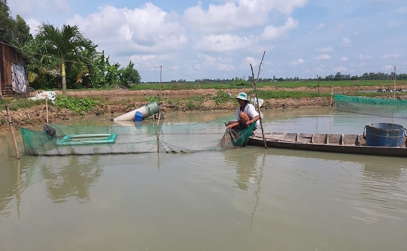 Ông Nguyễn Tấn Khởi, ngụ ấp Hòa Tây B, xã Phú Thuận (huyện Thoại Sơn, tỉnh An Giang) đang chăm sóc cá chạch lấu nuôi trong ao đất.
