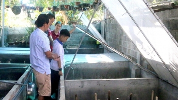 Nuôi loài côn trùng bơi như cá, bay như bướm, bắt lên bán 50.000 đồng/con, nhà nông giàu to