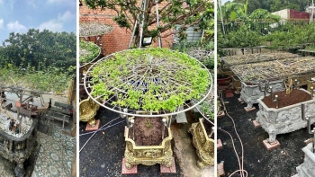 Khu vườn 108 chậu hoa nhài cổ thụ độc nhất vô nhị vừa xác lập kỷ lục, quý hiếm cỡ nào mà định giá chục tỷ?