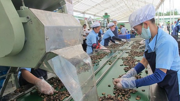 VINACAS kiến nghị 9 giải pháp gỡ khó cho ngành điều