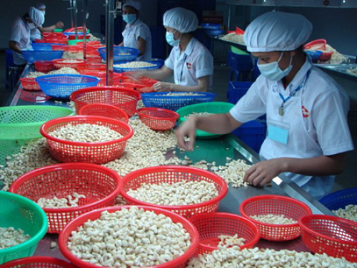 VINACAS kiến nghị 9 giải pháp gỡ khó cho ngành điều VINACAS kiến nghị 9 giải pháp gỡ khó cho ngành điều