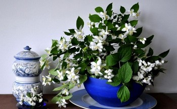 Người xưa dạy: "Người nuôi hoa 1 năm, hoa dưỡng người cả đời", 7 loại hoa vừa đẹp vừa có lợi cho sức khỏe