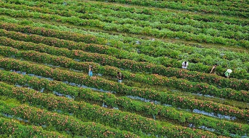 Khu vườn rộng 5 ha chuyên dùng trồng sâm bố chính còn tạo sức hút du khách đến check in.