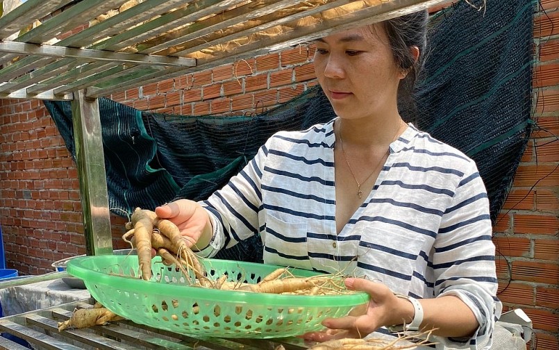 Chị Bích cho biết, trồng và thu hoạch sâm bố chính mất rất nhiều thời gian và công sức.