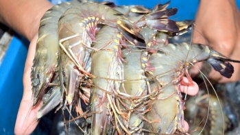 Nơi khác lao đao, vì sao dân Cà Mau vẫn giàu nhờ nuôi tôm dưới tán rừng ngập mặn?