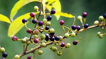 Cây màng tang - Vị thuốc quý từ núi rừng