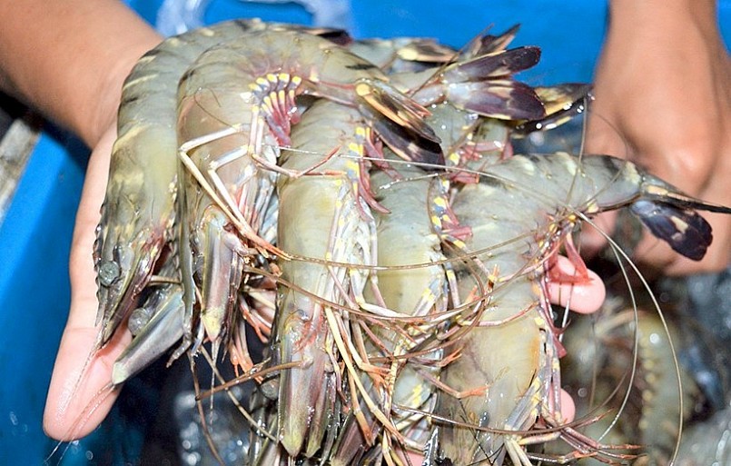 Nuôi tôm dưới tán rừng ngập mặn Cà Mau đem lại lợi ích kép.