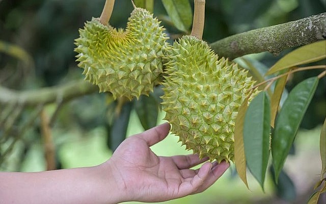 Sầu riêng tại Hải Nam dự kiến cho thu hoạch từ tháng 6 những sản lượng rất thấp.