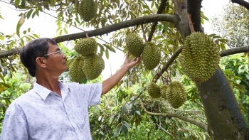Lợi thế vượt trội, sầu riêng Việt xuất khẩu tăng gần 19 lần, nửa năm đã sát ngưỡng 1 tỷ USD
