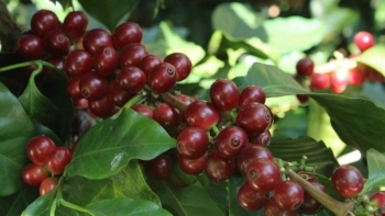 Giá nông sản hôm nay 29/7: Cà phê đồng loạt lao dốc, hồ tiêu bật tăng lấy lại đỉnh 70.000 đồng/kg