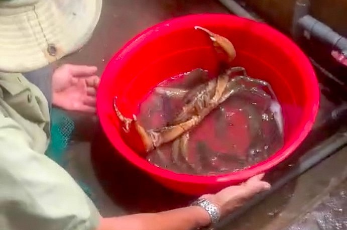 Cua khổng lồ rất khỏe và khá dữ tợn.