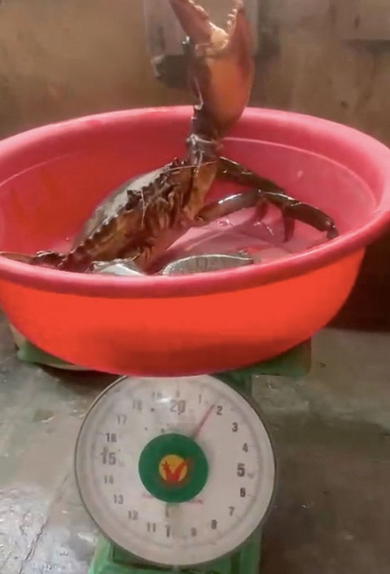 Lần đầu tiên người dân biển được chứng kiến con cua khổng lồ nặng tới 1,7 kg.