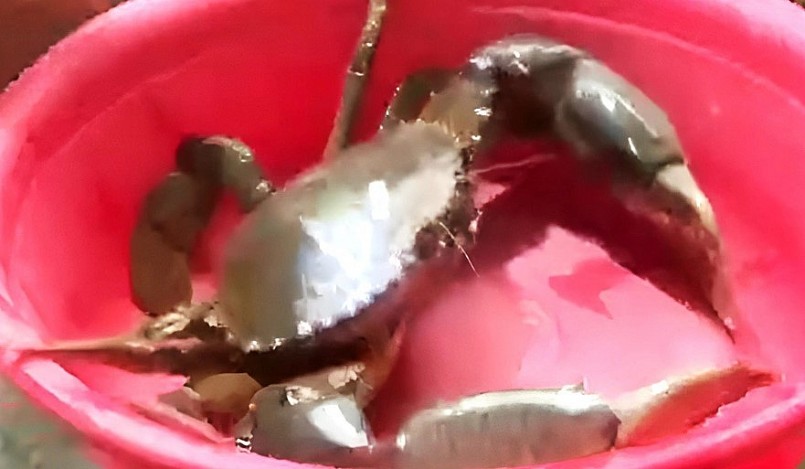 Cận cảnh con cua biển khổng lồ.