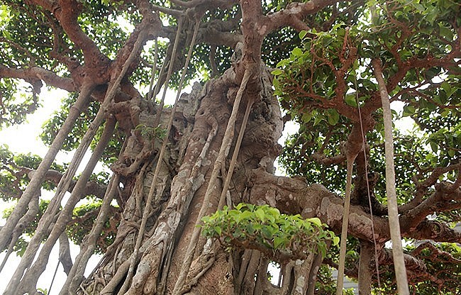 đến nay ông đang sở hữu vườn cây cảnh rộng hàng nghìn m2 với cả nghìn loại cây cảnh