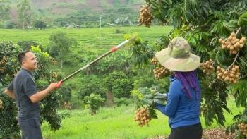 Nhãn Sông Mã được trồng thế nào để rộng cửa xuất khẩu Trung Quốc, EU và Vương quốc Anh?
