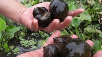 Nông dân vùng biên biến ruộng thành ao nuôi ốc, được hỗ trợ giống lại yên tâm đầu ra