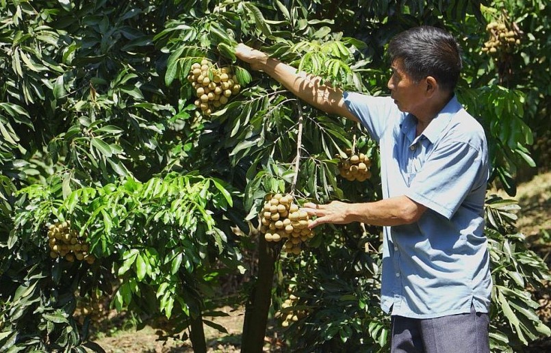 Nhà vườn thu hoạch Nhãn Sông Mã chuẩn bị xuất khẩu.