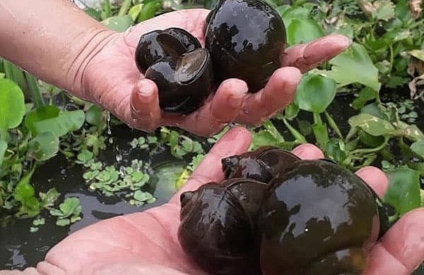 Ốc bươu đen được nhiều nông dân lựa chọn nuôi để phát triển kinh tế.