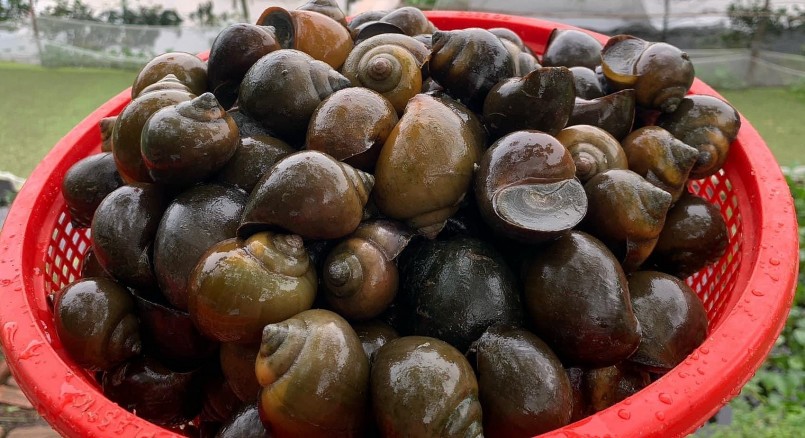 Ốc bươu đen thương phẩm được thị trường ưa chuộng người nuôi yên tâm đầu ra.