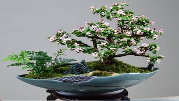 Trồng cây này như đặt vàng đặt bạc trong nhà, trồng lâu sẽ thành "bảo bối"