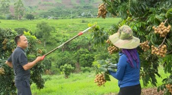 Nhãn Sông Mã được trồng thế nào để rộng cửa xuất khẩu Trung Quốc, EU và Vương quốc Anh?