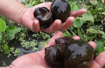 Nông dân vùng biên biến ruộng thành ao nuôi ốc, được hỗ trợ giống lại yên tâm đầu ra