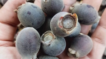 Thứ quả dại này có tác dụng gì mà dân buôn bán 150.000 đồng/kg vẫn đắt hàng