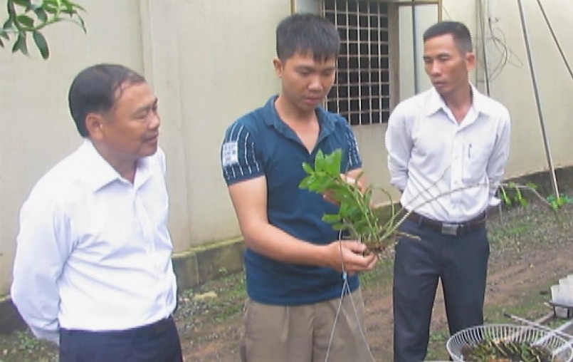 Anh Vũ Đức Kính đang giới thiệu phương pháp cấy ghép những giống lan rừng quý tại vườn.