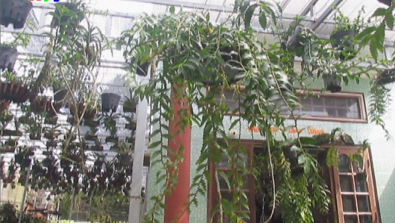 Một góc nhỏ của vườn lan rừng của anh Vũ Đức Kính.