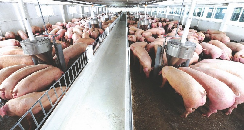 Giá heo hơi hôm nay (30/7) khép lại một tuần với những phiên giảm liên tiếp giá heo liên tục rời đỉnh và hiện chỉ còn duy trì mức cao nhất 62.000 đồng/kg. Giá heo hơi hôm nay (30/7) khép lại một tuần với những phiên giảm liên tiếp giá heo liên tục rời đỉnh và hiện chỉ còn duy trì mức cao nhất 62.000 đồng/kg.