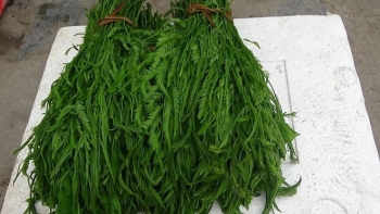 Loại rau đứng cả mét vẫn ngửi thấy mùi hôi, tại sao khách nườm nượp hỏi mua?