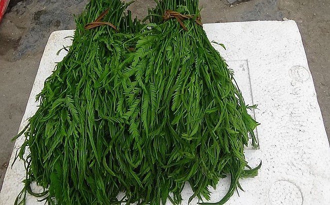 Chồi non được bà con thu hái về chế biến các món ăn