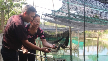 Khi đại gia nuôi lợn "rẽ ngang" nuôi ốc nhồi, vừa nhàn vừa không áp lực bỏ túi đều vài trăm triệu mỗi năm