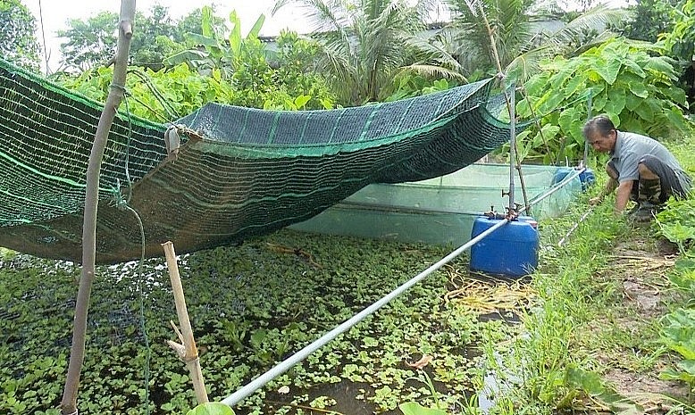 Khu trại nuôi ốc nhồi bằng thảo dược của ông Quang.