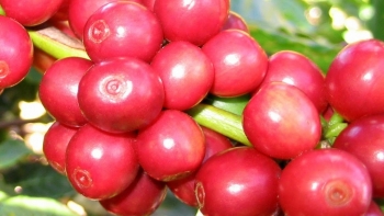 Giá nông sản hôm nay 30/7: Cà phê chuyển dịch liên tục đà giảm chi phối, hồ tiêu chập chờn quanh mốc cũ