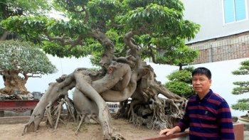 Vườn cây cảnh đẹp nhất thế giới và tuyệt chiêu  chi tiền tỷ "săn" siêu phẩm của đại gia đất Tổ