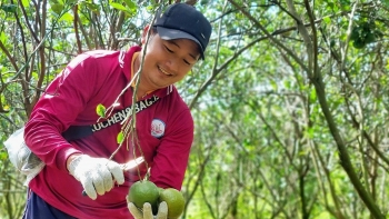 Cam sành Vĩnh Long giá tăng vọt, vì sao nhà vườn vẫn ngao ngán chẳng khác lúc rớt giá?