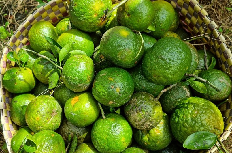 Cam sành đẹp hiện được thu mua tại vườn có mức giá từ 7.500 đồng - 8.500 đồng/kg. Cam sành đẹp hiện được thu mua tại vườn có mức giá từ 7.500 đồng - 8.500 đồng/kg.