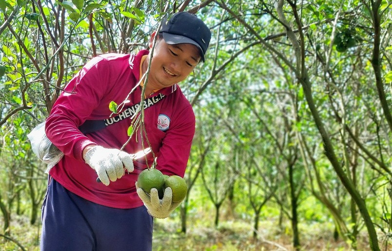 Cam sành hiện đang ở mức giá từ 7.500 đồng - 8.500 đồng/kg, người dân vui mừng nhưng sản lượng cam không còn nhiều. Cam sành hiện đang ở mức giá từ 7.500 đồng - 8.500 đồng/kg, người dân vui mừng nhưng sản lượng cam không còn nhiều.