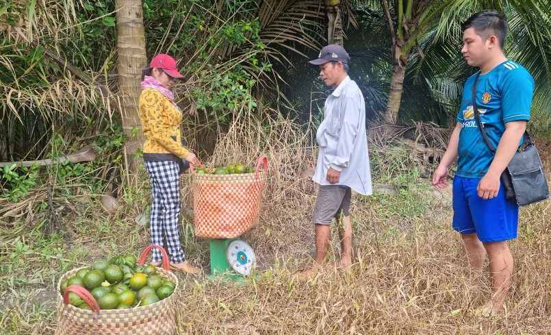 Cuối vụ cam sành còn ít, giá bán tăng nhưng nông dân kém vui. Cuối vụ cam sành còn ít, giá bán tăng nhưng nông dân kém vui.